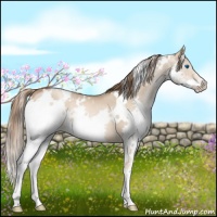 Horse Color:White Spotted Liver Red Dun Pearl Splash Brindle 