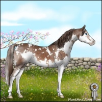 Horse Color:White Spotted Liver Chestnut Splash 