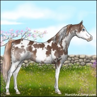 Horse Color:White Spotted Liver Chestnut Sabino Splash 