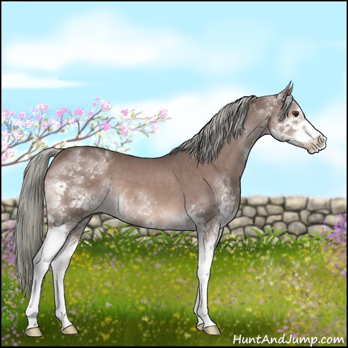 Horse Color:Liver Chestnut Sabino Splash