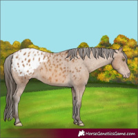 Horse Color:Gray Amber Champagne Appaloosa 
