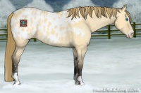 Horse Color:Buckskin Dun Splash Frame Appaloosa 
