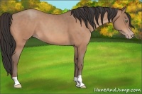 Horse Color:Sable Champagne 