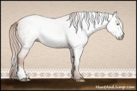 Horse Color:Gray Gold Champagne 