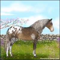 Horse Color:White Spotted Chocolate Palomino Sabino Appaloosa Rabicano
