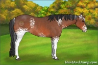 Horse Color:White Spotted Bay Roan Rabicano 