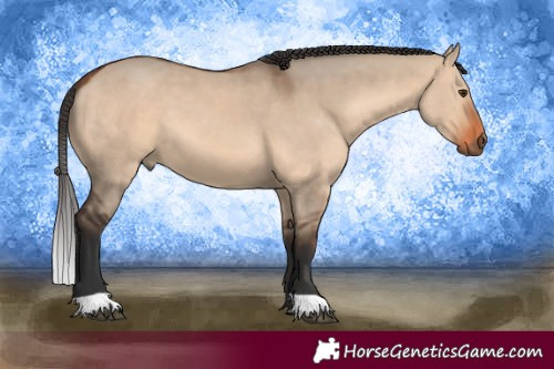 Horse Color:Bay Dun 