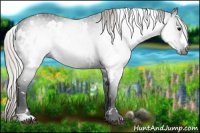 Horse Color:Gray White Spotted Silver Brown