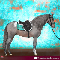 Horse Color:Brown Appaloosa 