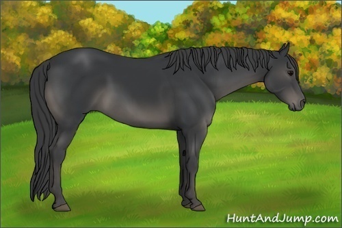 Horse Color:Black 