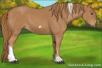 Horse Color:Chestnut Tobiano Frame