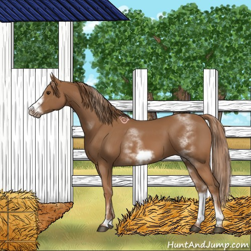 Horse Color:White Spotted Chestnut Sabino Frame 