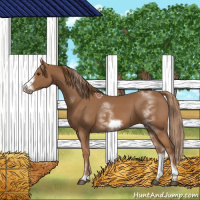 Horse Color:White Spotted Chestnut Sabino Frame