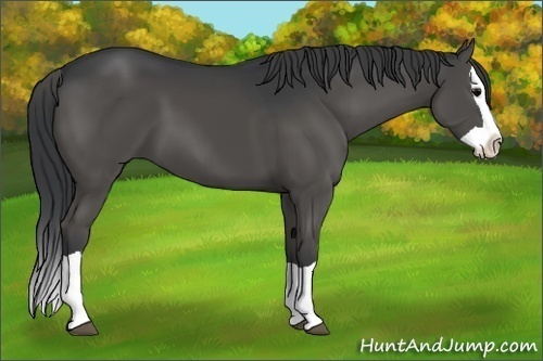 Horse Color:Black Splash