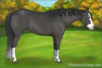 Horse Color:Black Splash