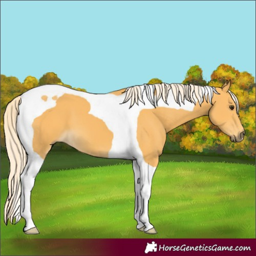 Horse Color:Palomino Tobiano 