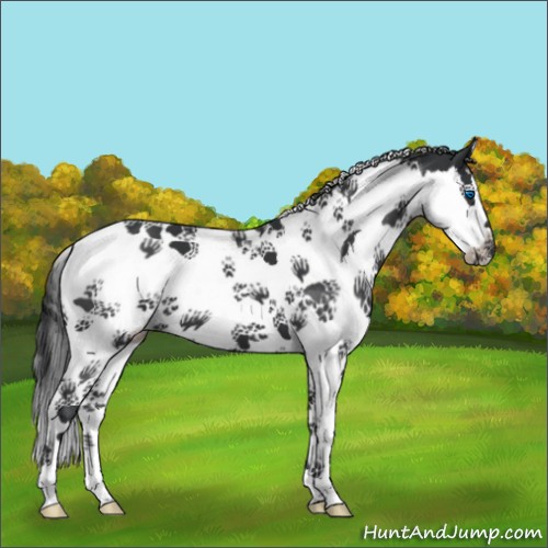 Horse Color:Black Splash Tobiano