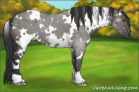 Horse Color:White Spotted Grullo 