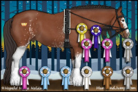 Horse Color:White Spotted Bay Roan