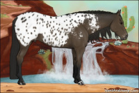 Horse Color:Gray Smoky Black Appaloosa 