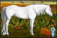 Horse Color:Liver Chestnut Sabino Splash Appaloosa 