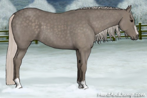 Horse Color:Silver Blue Roan Sabino 