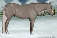 Horse Color:Silver Blue Roan Sabino