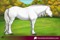 Horse Color:Palomino Appaloosa 