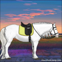 Horse Color:Palomino Appaloosa