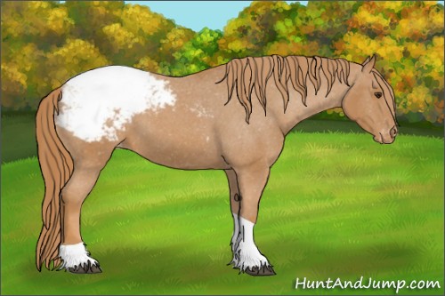 Horse Color:Chestnut Tobiano Appaloosa