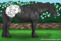 Horse Color:Black Appaloosa 