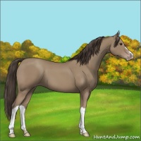 Horse Color:Classic Champagne 