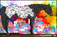 Horse Color:Black Near Leopard 
