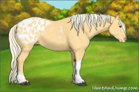 Horse Color:Palomino Appaloosa