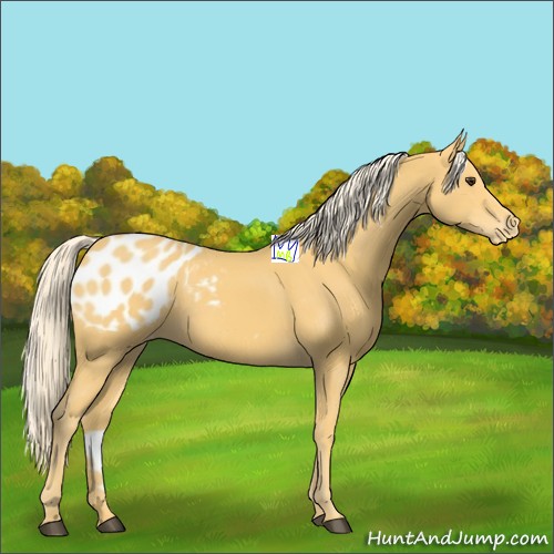 Horse Color:Palomino Appaloosa 