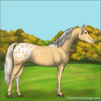 Horse Color:Palomino Appaloosa 
