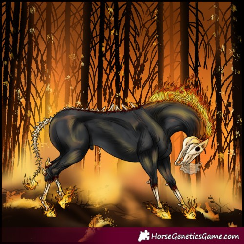 Horse Color:Black 