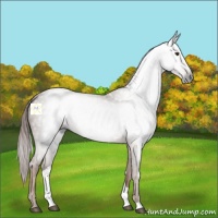 Horse Color:Gray Chestnut