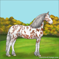 Horse Color:Silver Bay Ice Splash Appaloosa 