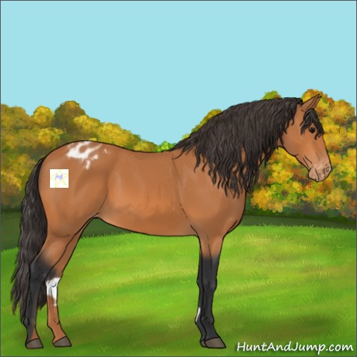 Horse Color:Bay Appaloosa 