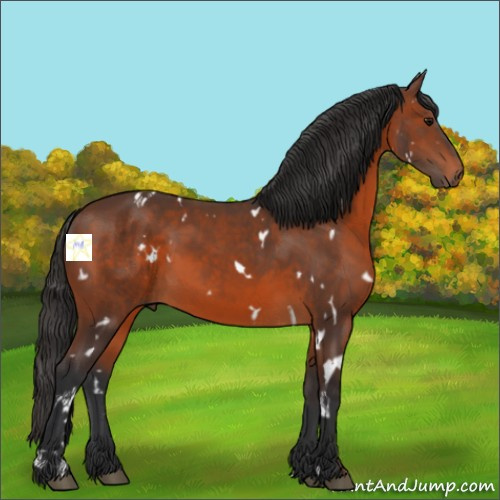 Horse Color:White Spotted Brown