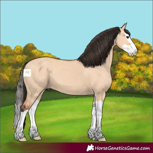 Horse Color:Bay Dun Splash 