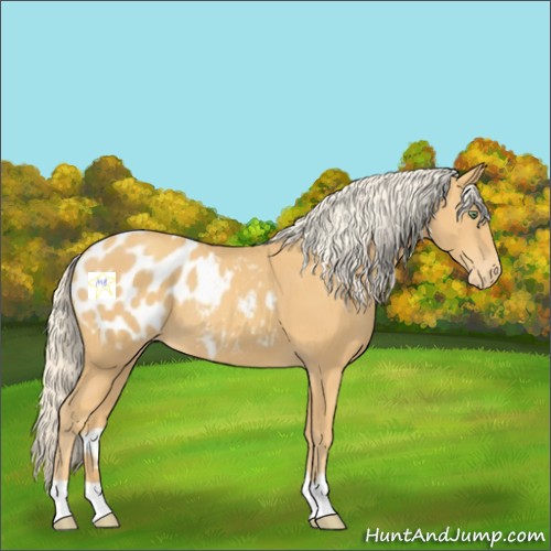 Horse Color:Gold Cream Champagne Appaloosa 