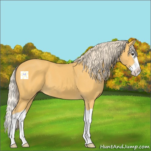 Horse Color:Palomino Splash 