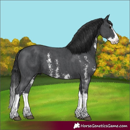 Horse Color:Black Sabino Splash 
