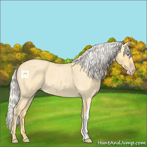 Horse Color:Silver Amber Cream Champagne Roan 