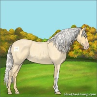 Horse Color:Silver Amber Cream Champagne Roan 