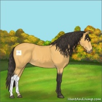 Horse Color:Buckskin 