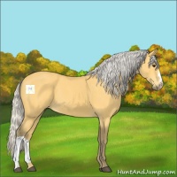 Horse Color:Silver Buckskin 