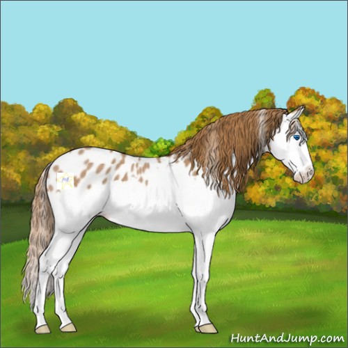 Horse Color:Red Roan Splash Appaloosa 